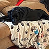 Jaxson joined the competition — help win amazing prizes! animal, black_dog, blanket, canine, cartoon_dog_faces, collar, couch, cozy, dog, fabric, furniture, home, indoor, lounge, paw_prints, pet, relaxed, resting, sleepy, snug