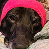 Jaxson is registered to the contest to win money with this photo: animal, black_dog, blanket, close_up, comfort, cozy, cute, dog, face, fur, headband, indoors, pet, pink_headband, relaxed, resting, sleepy, snuggled, soft, warm