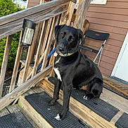 Jaxson is registered to the contest to win money with this photo: dog, black_dog, pet, animal, porch, wooden_steps, railing, house, outdoor, collar, sitting, curious, daylight, folded_chair, white_markings, wood, residential, canine, companion, leash
