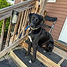 dog, black_dog, pet, animal, porch, wooden_steps, railing, house, outdoor, collar, sitting, curious, daylight, folded_chair, white_markings, wood, residential, canine, companion, leash