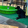 Jaxson is registered to the contest to win money with this photo: dog, black_dog, kiddie_pool, green_pool, outdoor, patio, fence, chain_link_fence, chair, table, towel, sunlight, concrete, grass, relaxing, pet, summer, backyard, animal, leisure