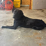 Jaxson joined the competition — help win amazing prizes! dog, black_dog, lying_down, concrete_floor, garage, workshop, hose, tool, container, yellow_bin, orange_hose, pet, animal, looking_back, floor, indoor, casual, curious, resting, side_view