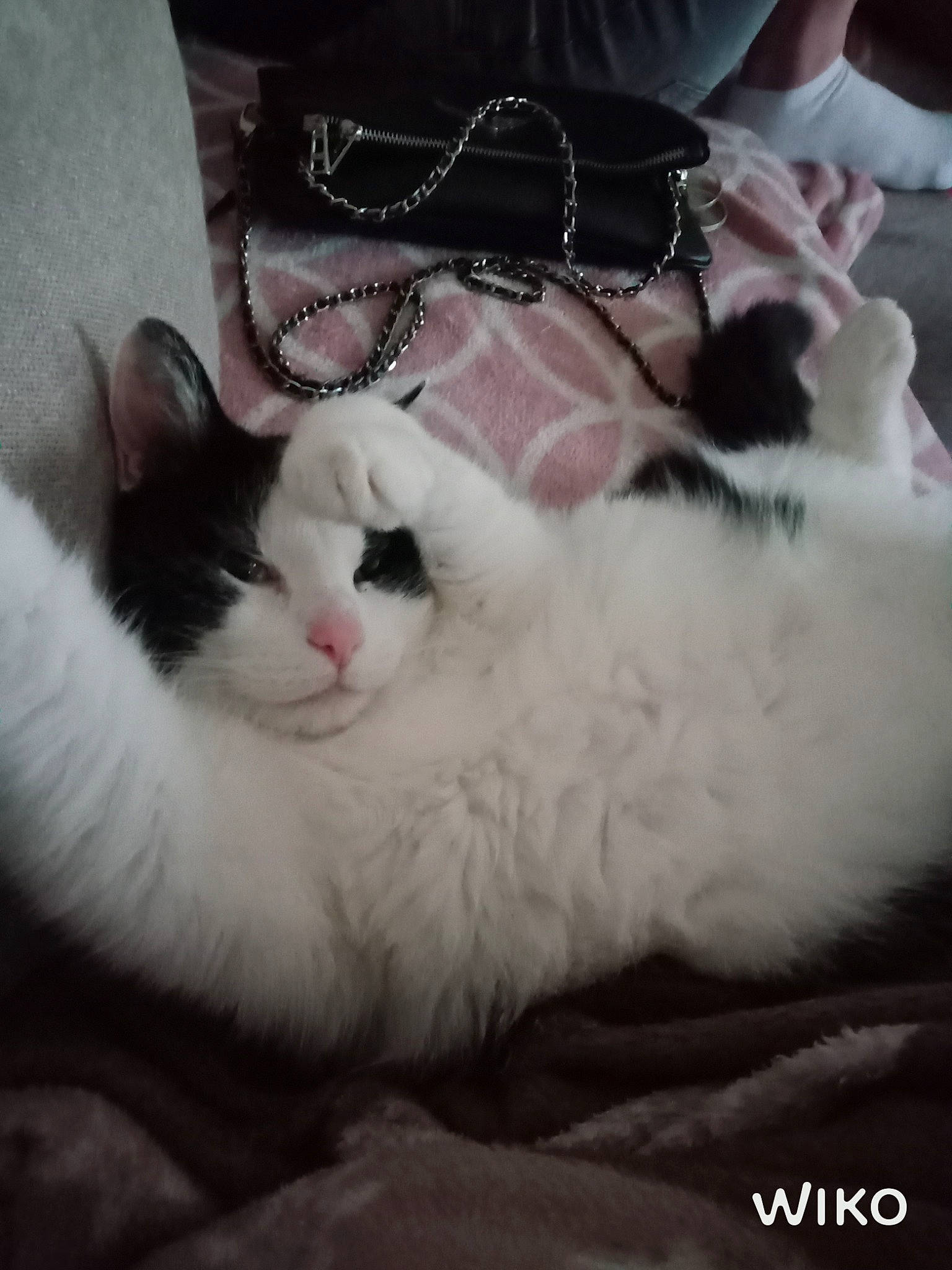 Caline participe au concours pour gagner de l'argent avec cette photo : carnivore, cat, cloud, comfort, domestic_short_haired_cat, felidae, foot, fur, paw, small_to_medium_sized_cats, snout, tail, whiskers