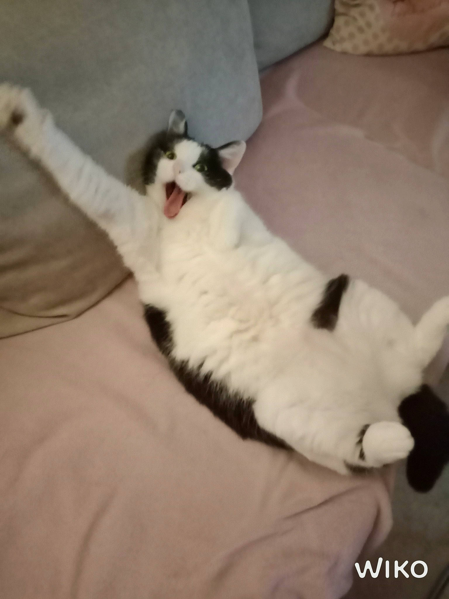 Calline participe au concours pour gagner de l'argent avec cette photo : canidae, carnivore, cat, comfort, companion_dog, couch, dog_breed, domestic_short_haired_cat, felidae, foot, hardwood, lap, mammal, paw, small_to_medium_sized_cats, snout, sporting_group, tail, vertebrate, whiskers