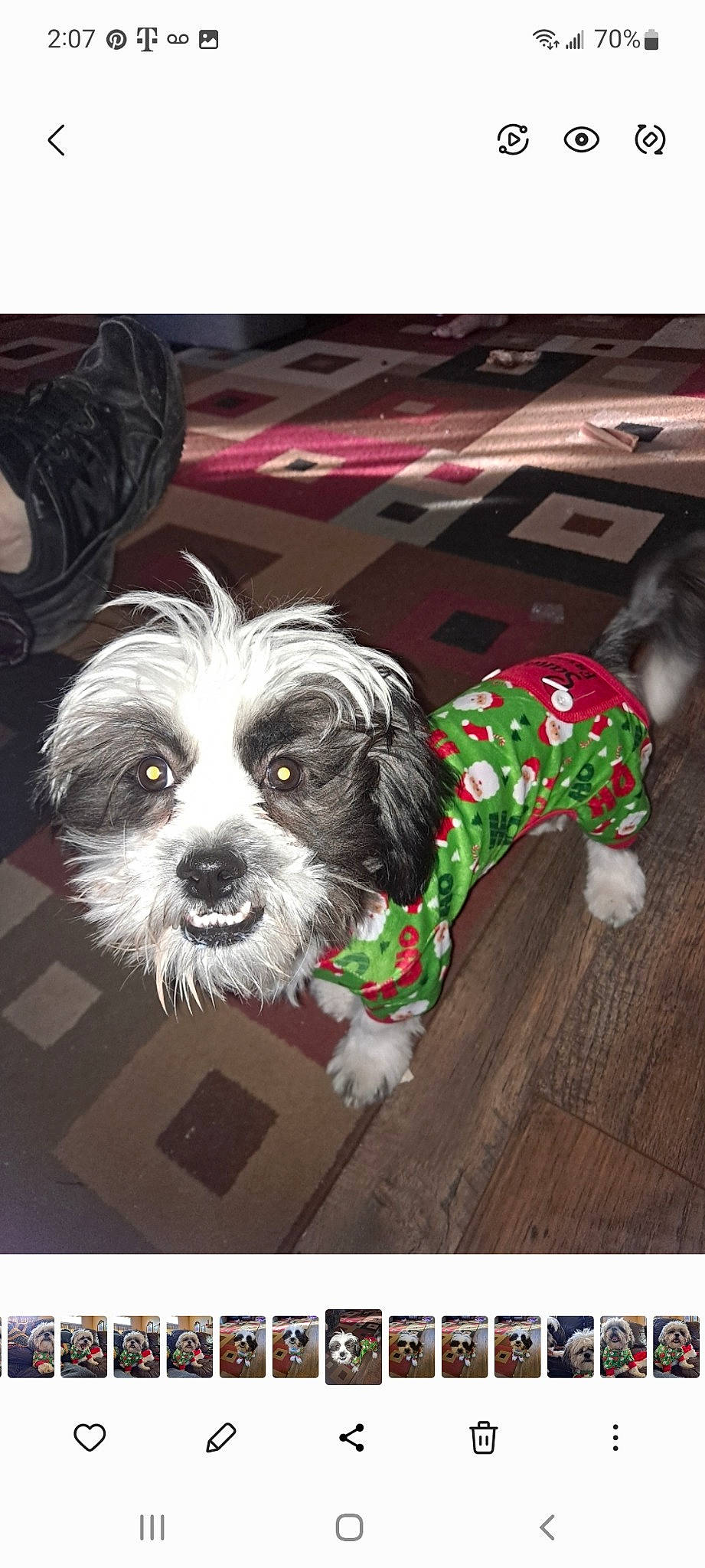 Pebbles joined the competition — help win amazing prizes! canidae, carnivore, companion_dog, dog, dog_breed, dog_clothes, dog_collar, dog_supply, flooring, font, fur, hardwood, pattern, rectangle, small_terrier, sporting_group, terrier, toy_dog, wood, working_animal