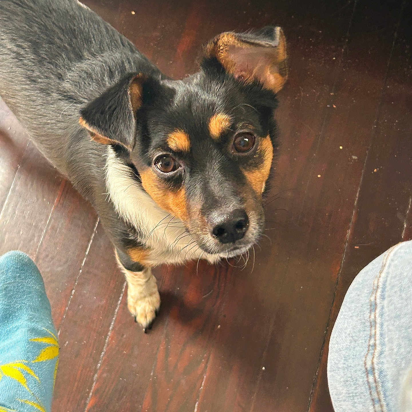 Zeus is registered to the contest to win money with this photo: accessories, adult, animal, canine, clothing, dog, hardwood, hound, husky, indoors, interiordesign, male, man, pants, person, pet, plywood, puppy, strap, wood