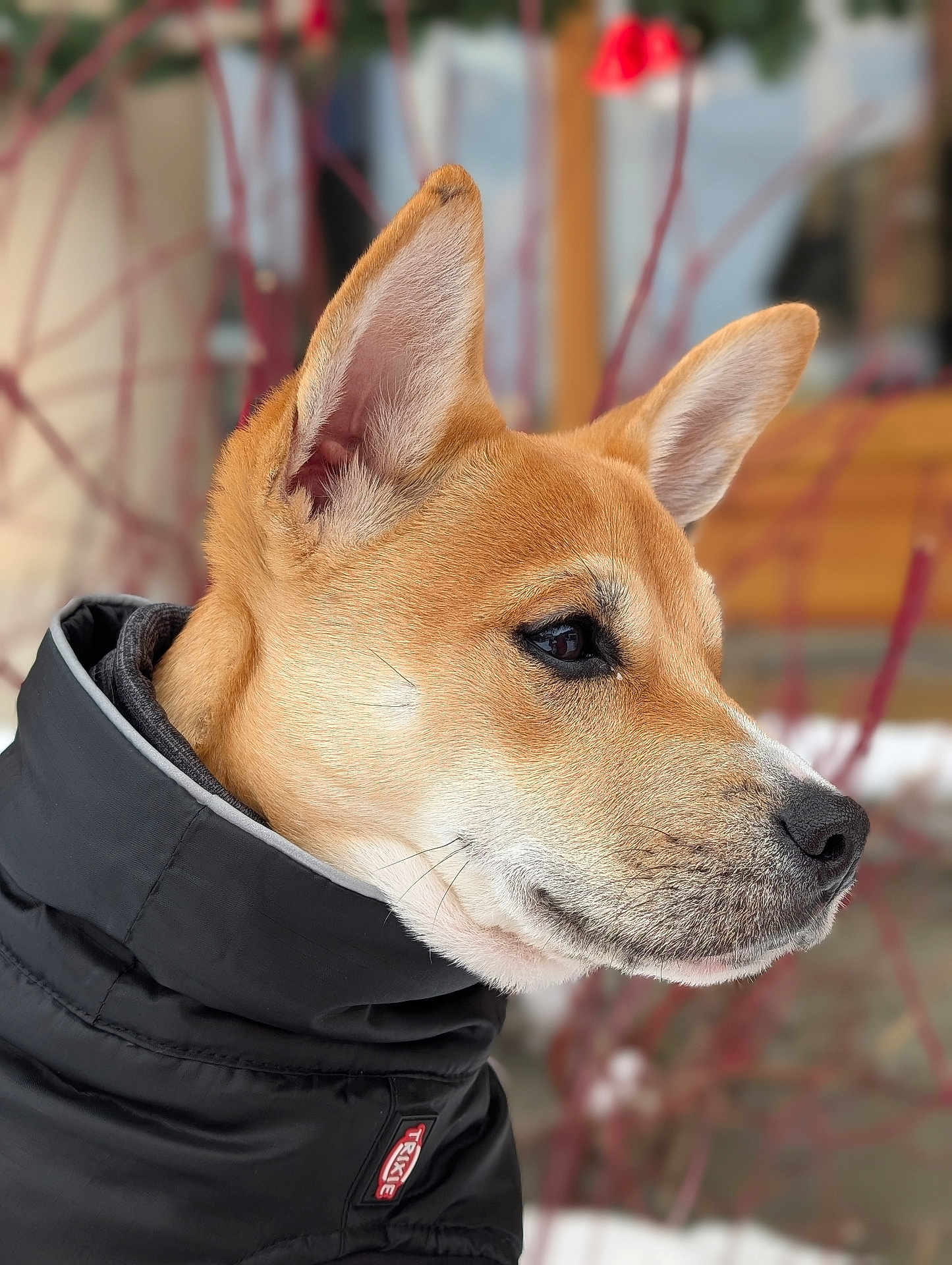 Rio participe au concours pour gagner de l'argent avec cette photo : dog, animal, pet, portrait, side_view, brown_fur, black_jacket, winter, outdoor, closeup, ears, snout, fur, canine, nature, cold_weather, looking_away, soft_background, jackets, trixie