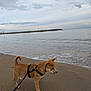dog, puppy, beach, sand, water, ocean, sky, clouds, harness, leash, waves, outdoor, animal, pet, young, curious, nature, coast, shore, walking