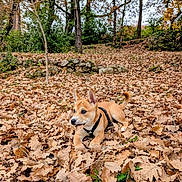 Rio a rejoint le concours — aidez-le/la à gagner de superbes lots ! puppy, dog, autumn, leaves, forest, outdoor, nature, fall, brown, playful, young_dog, leaf, tree, canine, animal, pet, cute, seasonal, ground, harness