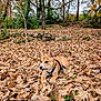 puppy, dog, autumn, leaves, forest, outdoor, nature, fall, brown, playful, young_dog, leaf, tree, canine, animal, pet, cute, seasonal, ground, harness