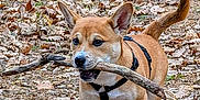 Rio a rejoint le concours — aidez-le/la à gagner de superbes lots ! dog, stick, leaves, forest, outdoor, animal, pet, brown_dog, playful, nature, canine, walking, happy, ear_up, tail_up, fur, daylight, ground, autumn, harness