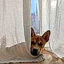 Rio participe au concours pour gagner de l'argent avec cette photo : dog, curtain, window, sunlight, floor, indoor, pet, brown, white, shadow, ears, nose, face, wood, cozy, animal, peeking, daylight, quiet, home
