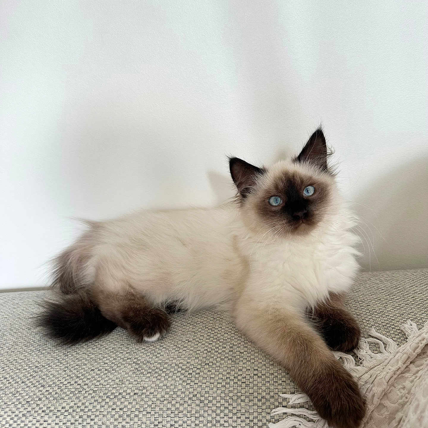 Aïko participe au concours pour gagner de l'argent avec cette photo : animal, blanket, blue_eyes, cat, couch, cute, domestic_cat, feline, fluffy, fur, indoor, kitten, paw, pet, relaxed, resting, siamese_cat, whiskers, white_wall, young