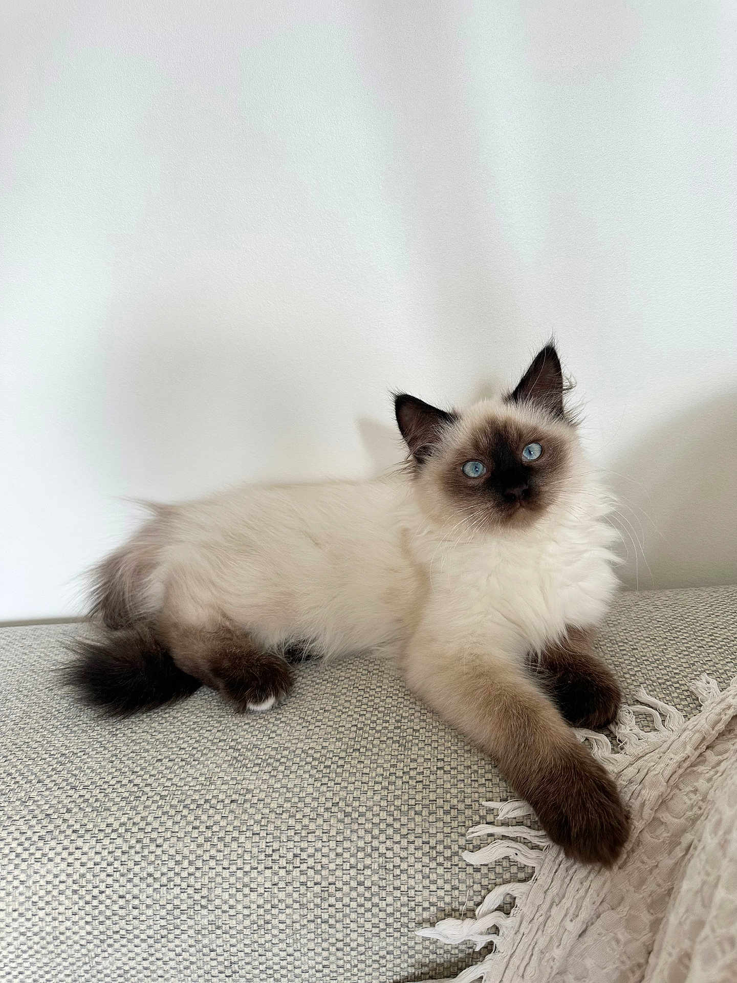 Aïko participe au concours pour gagner de l'argent avec cette photo : cat, kitten, siamese_cat, blue_eyes, fluffy, pet, indoor, couch, blanket, white_wall, relaxed, feline, cute, animal, resting, fur, paw, whiskers, young, domestic_cat