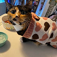 Sammy Wammy joined the competition — help win amazing prizes! calico_cat, cat, close_up, coat_rack, countertop, door, food_bowl, heart_pattern, home_decor, ice_cubes, indoor, kibble, kitchen, person_blurred, portrait, sweater, table, water_bowl, whiskers, wide_eyes