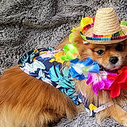 Buckwheat joined the competition — help win amazing prizes! dog, pomeranian, pet, sombrero, hat, lei, flower_garland, costume, colorful, fluffy, fur, portrait, closeup, blanket, textile, cute, accessory, tropical, looking_at_camera, indoor