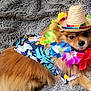 dog, pomeranian, pet, sombrero, hat, lei, flower_garland, costume, colorful, fluffy, fur, portrait, closeup, blanket, textile, cute, accessory, tropical, looking_at_camera, indoor