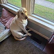 Ducky is registered to the contest to win money with this photo: animal, carpet, companion, cozy, curtain, dog, dog_bed, domestic, floor_vent, home, indoor, labrador, looking_up, natural_light, pet, pillow, resting, waiting, window, yellow_lab