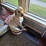 animal, carpet, companion, cozy, curtain, dog, dog_bed, domestic, floor_vent, home, indoor, labrador, looking_up, natural_light, pet, pillow, resting, waiting, window, yellow_lab