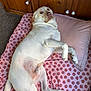 bed, canine, carpet, comfortable, decor, dog, domestic_animal, floral_pattern, furniture, home_interior, indoor, light_fur, looking_back, pet, pillow, pink, relaxed, resting, smile_sign, wooden_cabinet