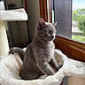 Loupiot a rejoint le concours — aidez-le/la à gagner de superbes lots ! cat, gray_cat, pet, animal, feline, sitting, window, indoors, cat_tree, hammock, plush, fur, whiskers, ears, eyes, cozy, home, sunlight, portrait, looking_outside