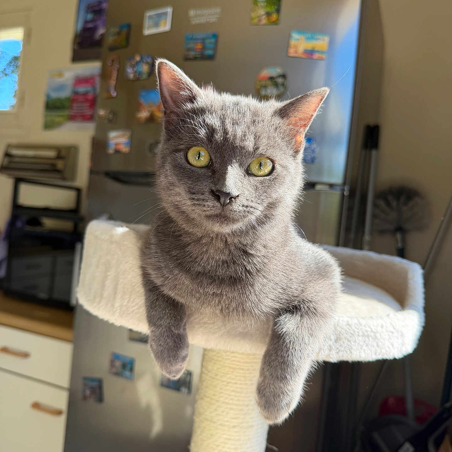 Loupiot participe au concours pour gagner de l'argent avec cette photo : cat, gray_cat, feline, pet, animal, portrait, close_up, green_eyes, whiskers, ears, fur, sitting, lounging, cat_tree, scratching_post, indoor, kitchen, refrigerator, magnets, home