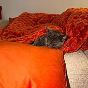 Loupiot participe au concours pour gagner de l'argent avec cette photo : cat, gray_cat, sleepy, cozy, blanket, orange_blanket, couch, cushion, indoor, home, furniture, resting, lying_down, pet, feline, whiskers, ears, eyes, warm_lighting, comfort