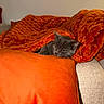 cat, gray_cat, sleepy, cozy, blanket, orange_blanket, couch, cushion, indoor, home, furniture, resting, lying_down, pet, feline, whiskers, ears, eyes, warm_lighting, comfort