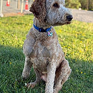 Oliver is registered to the contest to win money with this photo: animal, blue_collar, canine, cone, curly_fur, daylight, dog, fence, field, fur, grass, greenery, looking_away, mammal, nature, outdoor, park, pet, sitting, sunlight