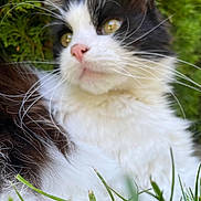 Chanel a rejoint le concours — aidez-le/la à gagner de superbes lots ! cat, animal, black_and_white, fluffy, whiskers, grass, outdoor, nature, pet, feline, closeup, fur, green, relaxing, blurred_background, eyes, nose, portrait, wildlife, cute