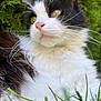 cat, animal, black_and_white, fluffy, whiskers, grass, outdoor, nature, pet, feline, closeup, fur, green, relaxing, blurred_background, eyes, nose, portrait, wildlife, cute