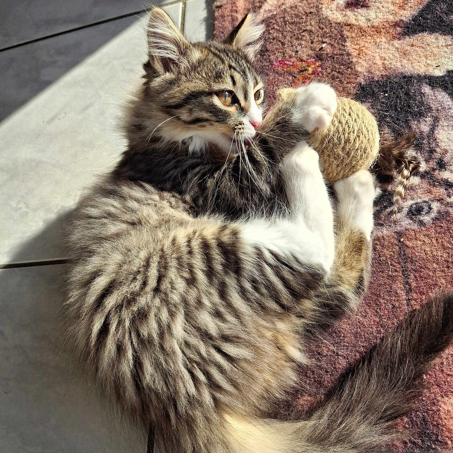 Athena participe au concours pour gagner de l'argent avec cette photo : abyssinian, angora, animal, cat, chair, couch, face, food, furniture, hardwood, head, homedecor, kitten, manx, person, pet, produce, slate, sleeping, wood