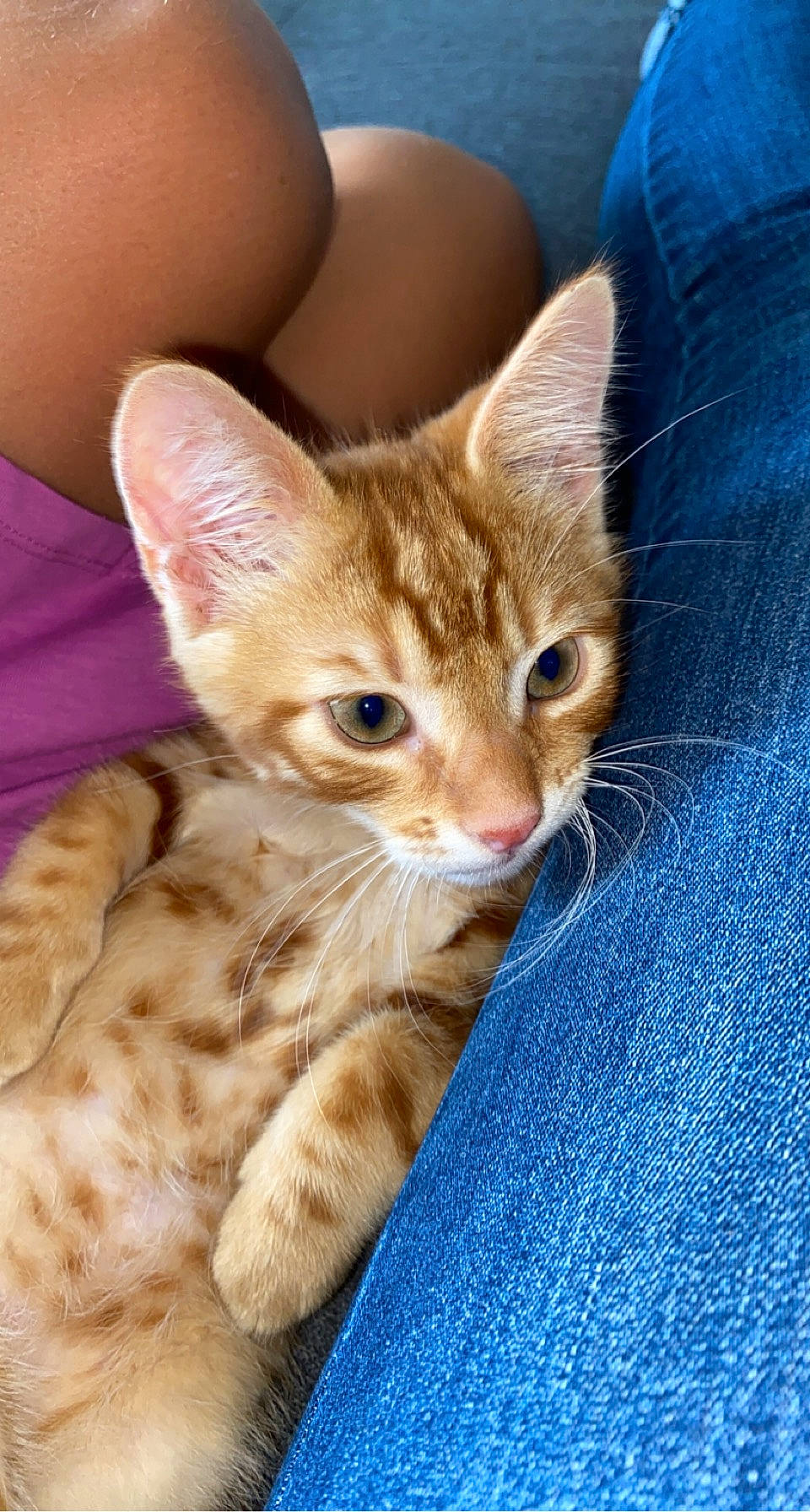 Kinaï a rejoint le concours — aidez-le/la à gagner de superbes lots ! carnivore, cat, claw, comfort, domestic_short_haired_cat, ear, electric_blue, fawn, felidae, foot, fur, gesture, human_leg, nail, paw, sitting, small_to_medium_sized_cats, snout, tail, whiskers