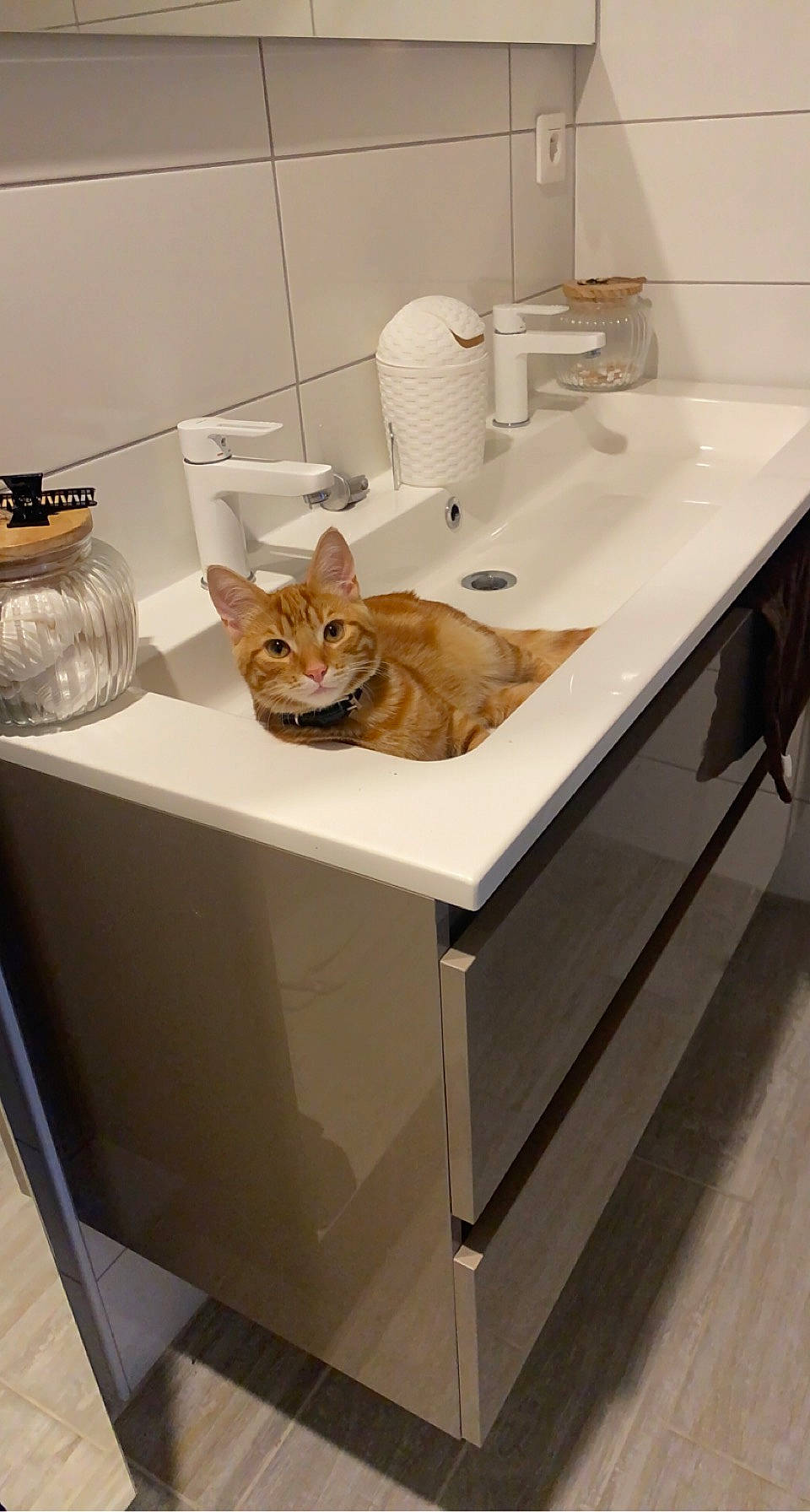 Kinaï a rejoint le concours — aidez-le/la à gagner de superbes lots ! bathroom_sink, carnivore, cat, comfort, fawn, felidae, floor, flooring, furniture, grey, hardwood, interior_design, plumbing_fixture, product, property, sink, small_to_medium_sized_cats, table, tap, wood