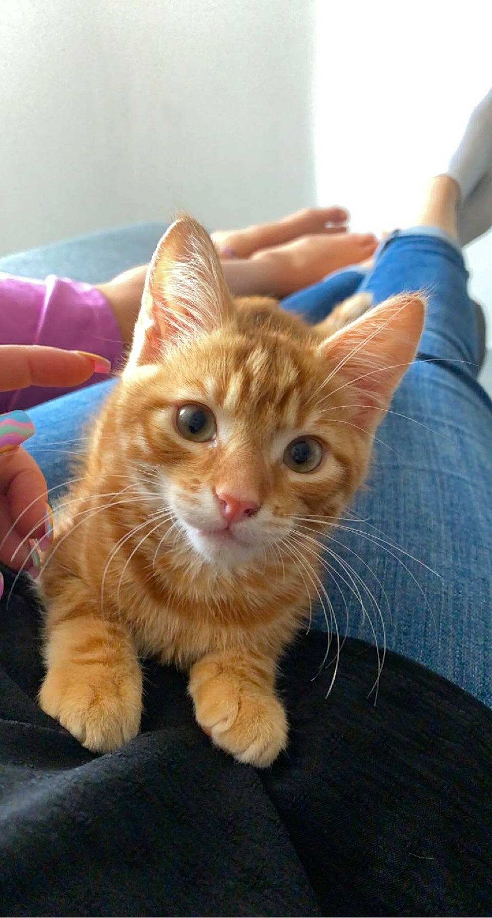 Kinaï a rejoint le concours — aidez-le/la à gagner de superbes lots ! carnivore, cat, claw, comfort, domestic_short_haired_cat, ear, fawn, felidae, fur, gesture, hand, human_leg, nail, paw, sitting, small_to_medium_sized_cats, snout, tail, thumb, whiskers