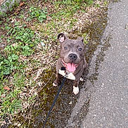 Alpha participe au concours pour gagner de l'argent avec cette photo : dog, leash, moss, grass, path, outdoor, happy, pet, canine, animal, sidewalk, nature, greenery, tongue_out, ears_up, walking, smiling, sitting, collar, closeup