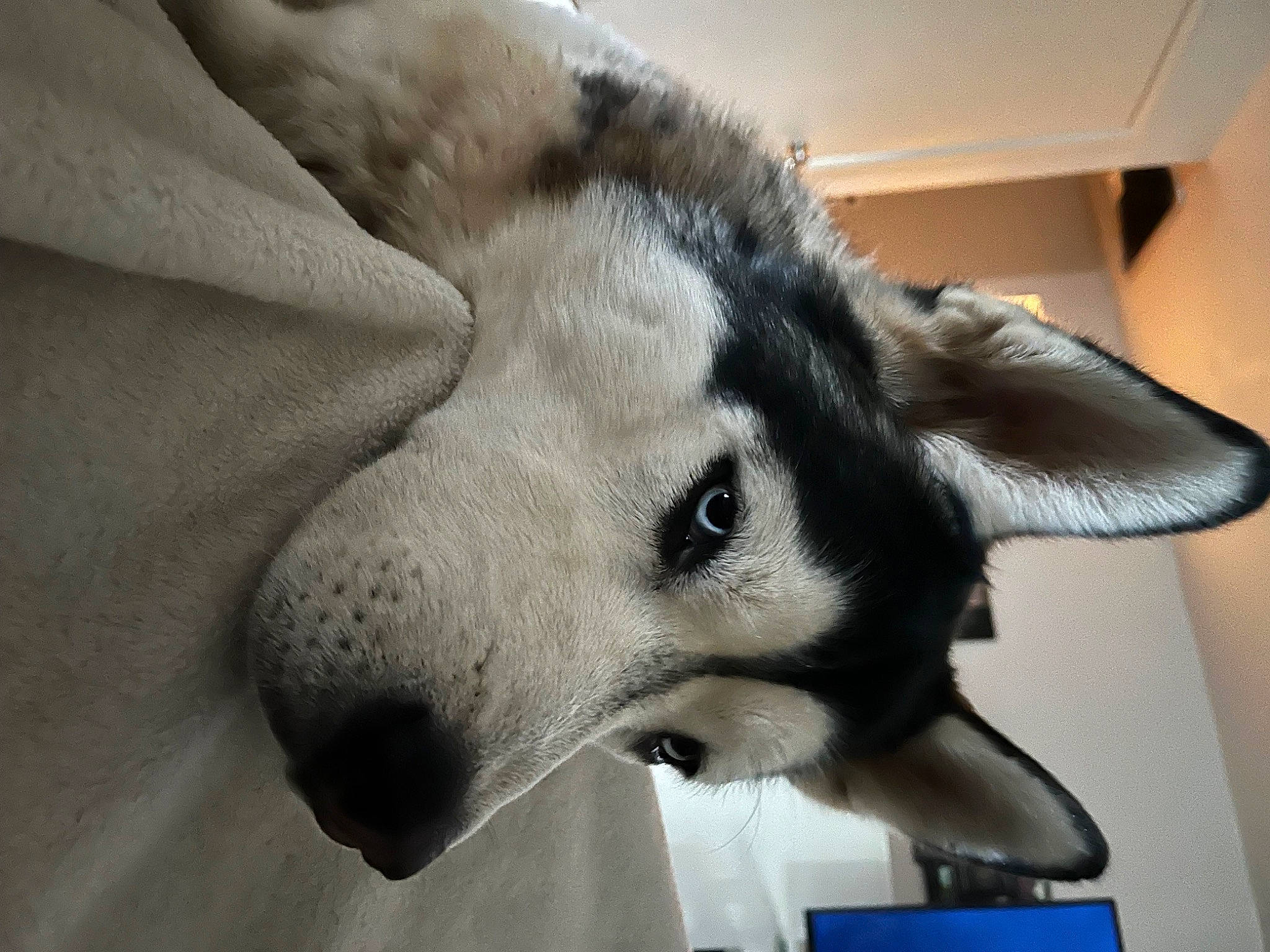 Larry is registered to the contest to win money with this photo: canidae, canis, carnivore, companion_dog, dog, dog_breed, ear, eyelash, fawn, fur, head, jaw, non_sporting_group, snout, sporting_group, whiskers, wolf, working_animal