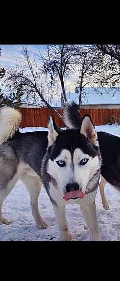 Larry joined the competition — help win amazing prizes! canidae, carnivore, carting, cloud, dog, dog_breed, freezing, fur, recreation, siberian_husky, sky, sled_dog, snout, snow, sporting_group, tree, vehicle, winter, wolf, working_animal