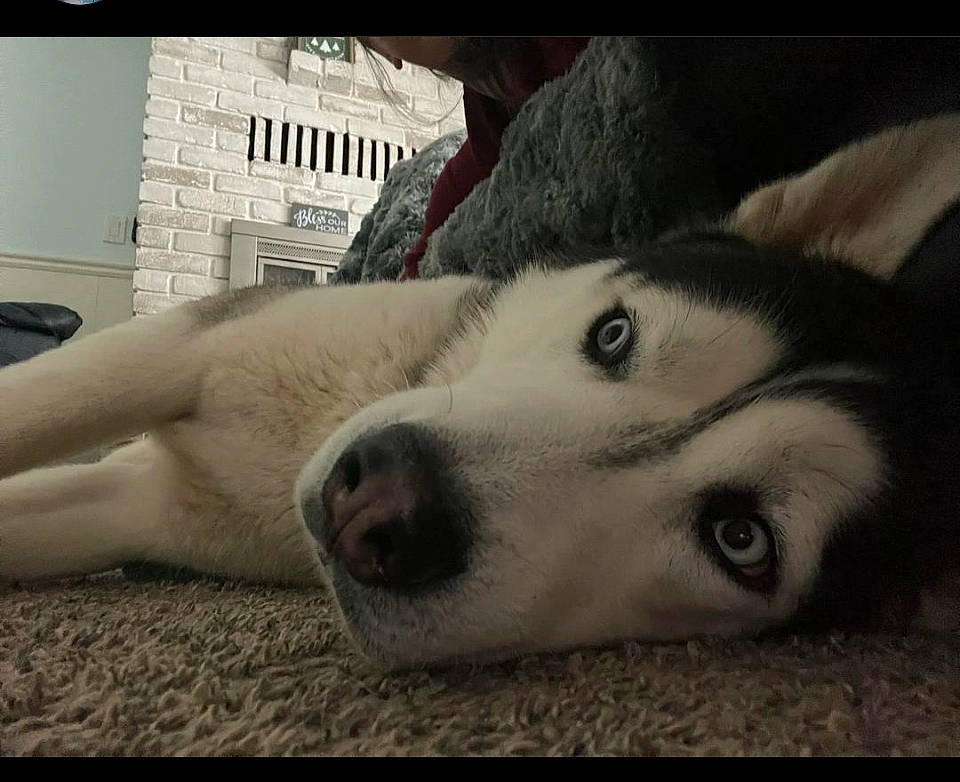 Larry joined the competition — help win amazing prizes! carnivore, comfort, companion_dog, dog, dog_breed, eye, flooring, fur, paw, selfie, siberian_husky, snout, sporting_group, square, terrestrial_animal, whiskers, working_animal, working_dog