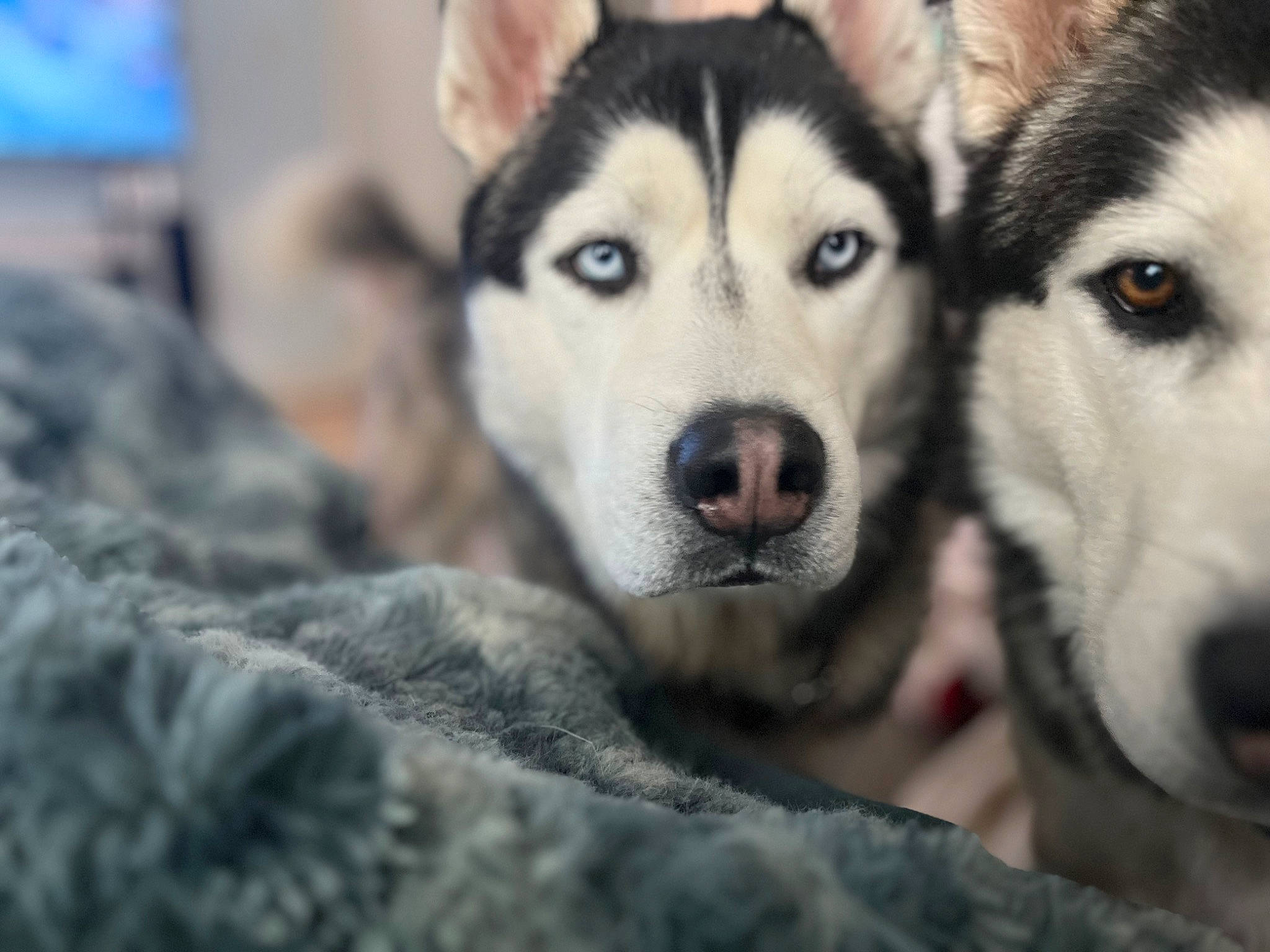 Larry joined the competition — help win amazing prizes! ancient_dog_breeds, canidae, canis, carnivore, dog, dog_breed, eye, fur, grey, jaw, siberian_husky, sled_dog, snout, sporting_group, terrestrial_animal, whiskers, wildlife, wolf, working_animal, working_dog