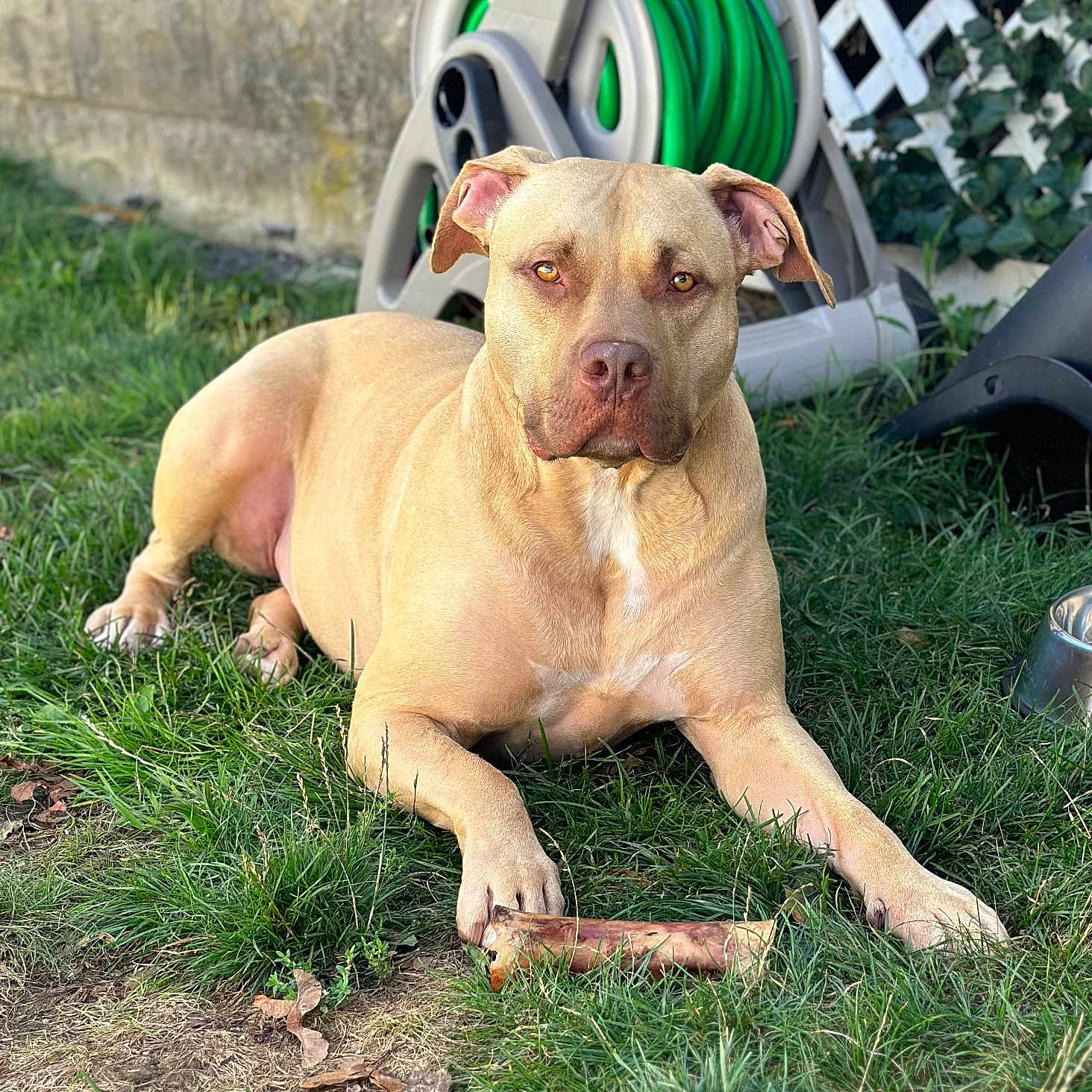 Hudson joined the competition — help win amazing prizes! animal, backyard, ball, bulldog, canine, dog, grass, lawn, machine, nature, outdoors, pet, pitbull, plant, pottedplant, sport, tennis, tire, wheel, yard