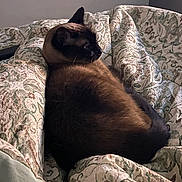 Willow joined the competition — help win amazing prizes! cat, siamese_cat, pet, animal, feline, fur, bed, blanket, patterned, quilt, resting, indoor, cozy, relaxed, sleepy, soft_lighting, brown, black, whiskers, ears