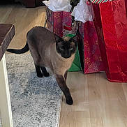 Willow is registered to the contest to win money with this photo: animal, cabinet, cat, curious, decor, domestic_cat, festive, floor, furniture, gift_bags, holiday, indoor, living_room, pet, rug, siamese, table, tissue_paper, walking, wood_floor