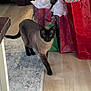 animal, cabinet, cat, curious, decor, domestic_cat, festive, floor, furniture, gift_bags, holiday, indoor, living_room, pet, rug, siamese, table, tissue_paper, walking, wood_floor