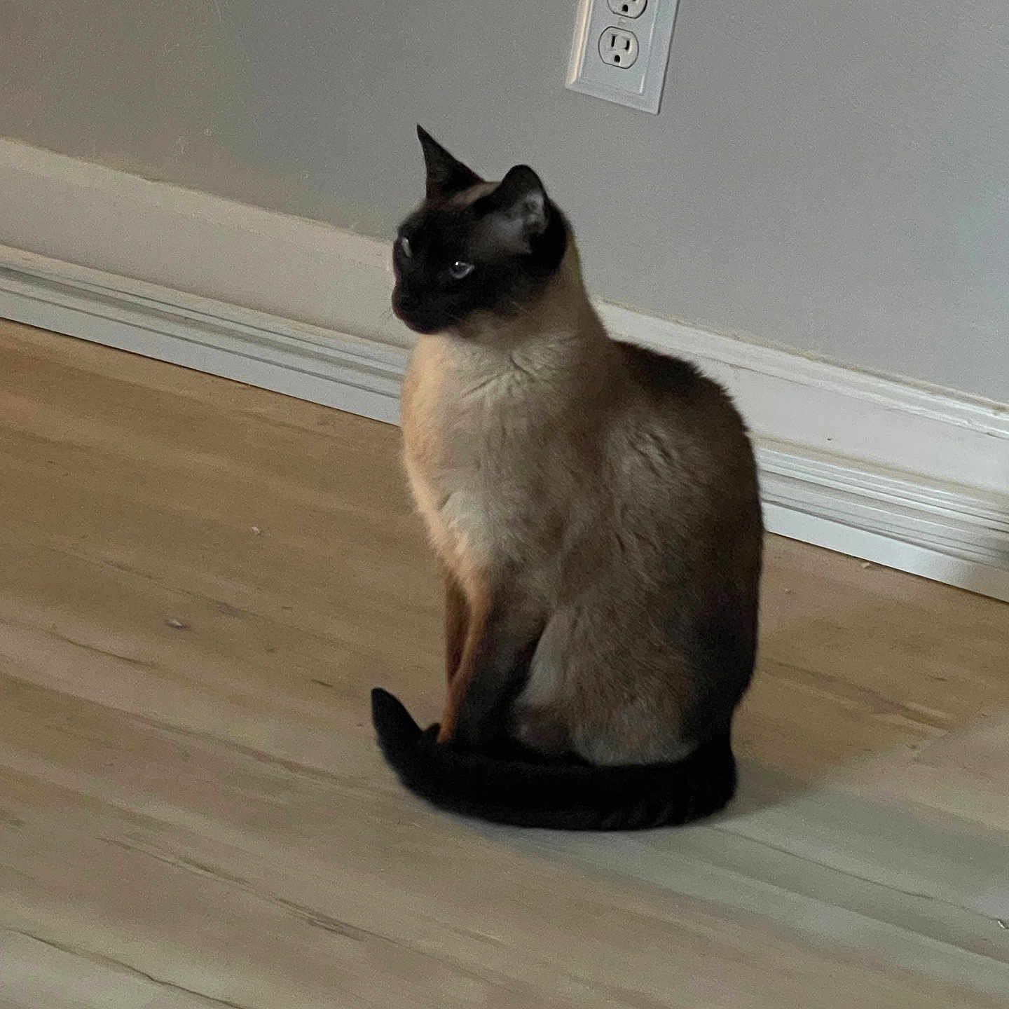 Willow