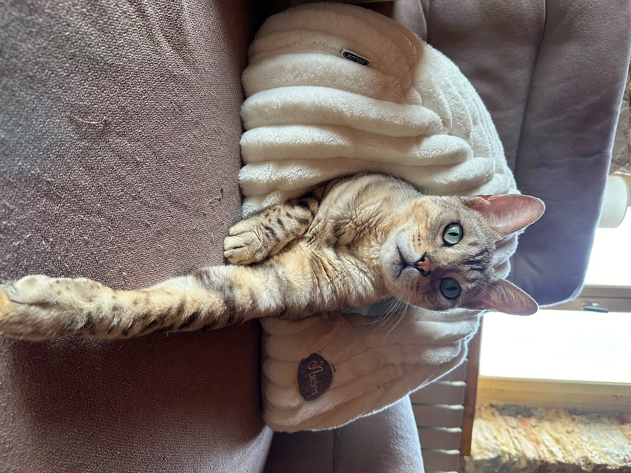 Naâman participe au concours pour gagner de l'argent avec cette photo : beige, carnivore, cat, comfort, domestic_short_haired_cat, fawn, felidae, fur, gesture, grey, human_leg, nail, sleeve, small_to_medium_sized_cats, tail, textile, whiskers, window, wood, wool