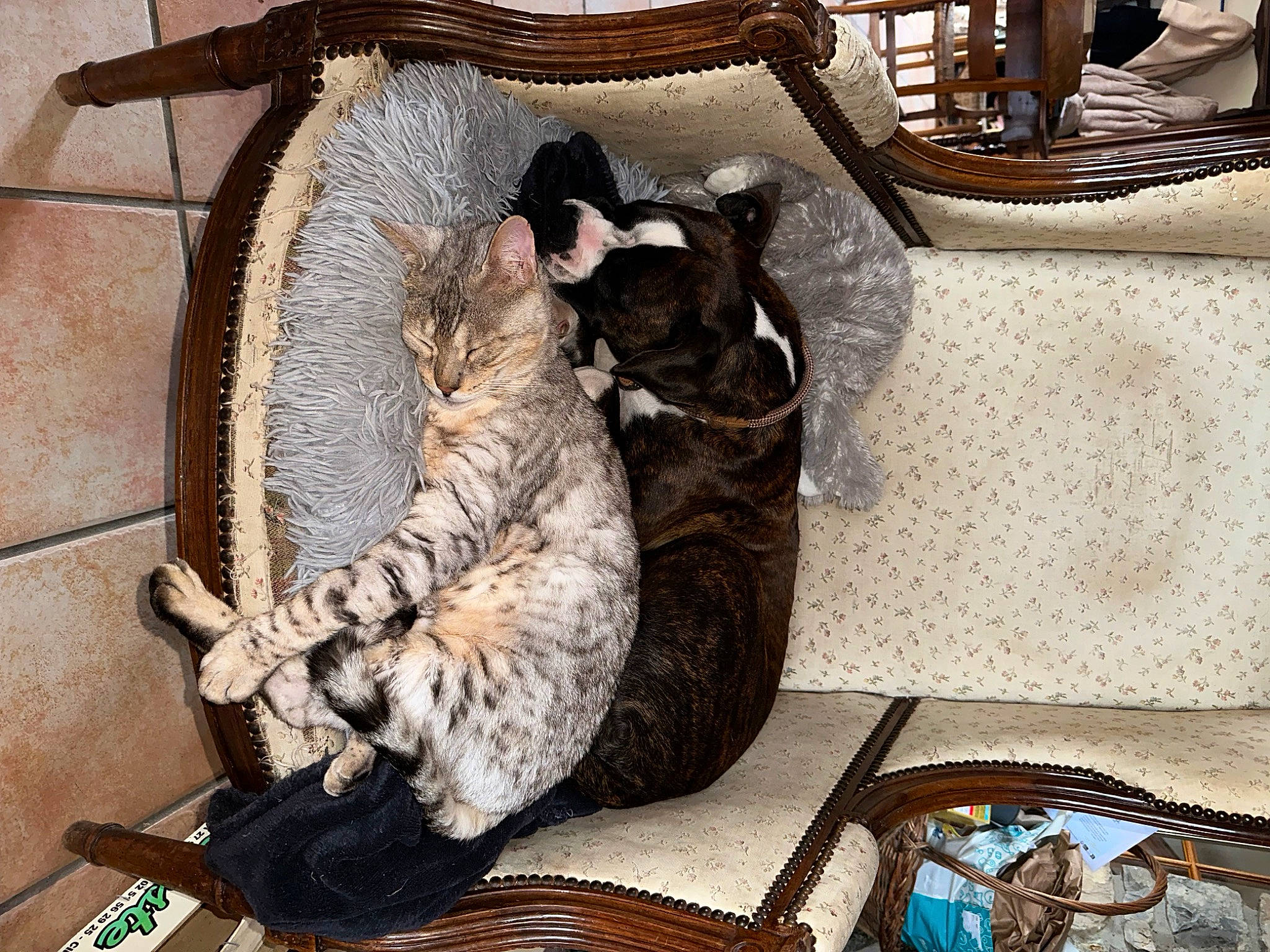 Naâman a rejoint le concours — aidez-le/la à gagner de superbes lots ! bag, canidae, carnivore, cat, comfort, couch, domestic_short_haired_cat, felidae, flooring, fur, living_room, luggage_and_bags, nap, paw, room, small_to_medium_sized_cats, sporting_group, tail, whiskers