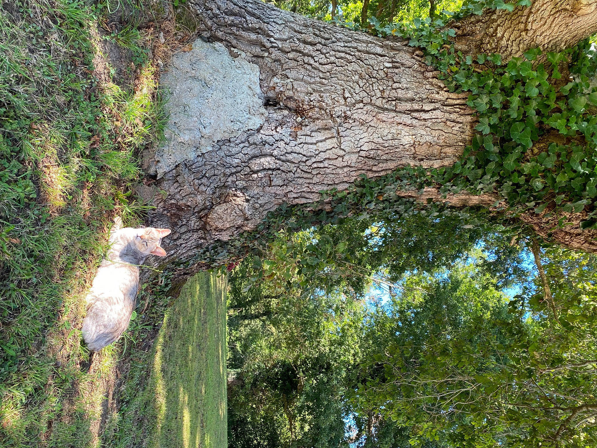 Naâman a rejoint le concours — aidez-le/la à gagner de superbes lots ! biome, branch, forest, grass, groundcover, moss, natural_landscape, nature_reserve, plant, plant_stem, rock, shrub, temperate_broadleaf_and_mixed_forest, terrestrial_plant, tree, trunk, vegetation, water, wood, woody_plant