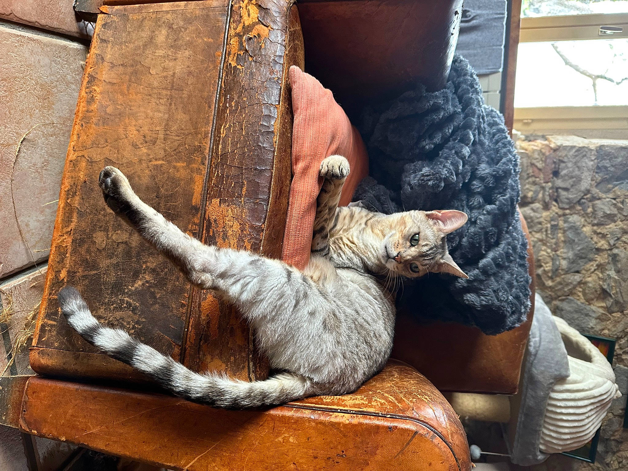 Naâman participe au concours pour gagner de l'argent avec cette photo : art, carnivore, chair, comfort, companion_dog, dog, dog_breed, fawn, felidae, fur, mammal, metal, sitting, small_to_medium_sized_cats, snout, tail, terrestrial_animal, vertebrate, whiskers, wood