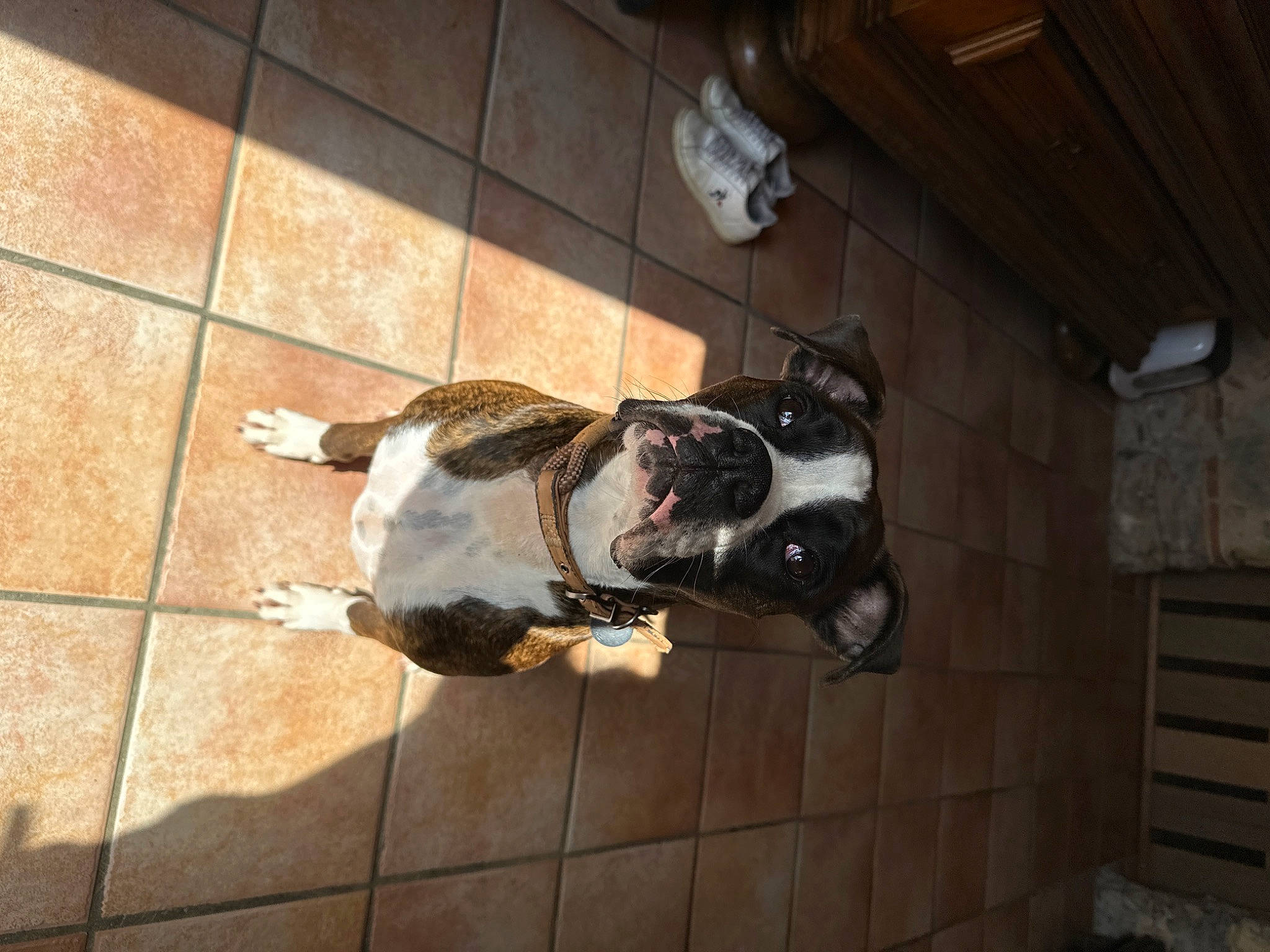 Shaya participe au concours pour gagner de l'argent avec cette photo : canidae, carnivore, collar, companion_dog, dog, dog_breed, fawn, felidae, floor, flooring, fur, leash, pet_supply, small_to_medium_sized_cats, snout, sporting_group, tail, whiskers, wood, working_animal